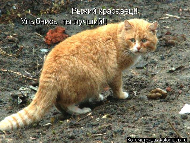 Рыжий красавец!! Улыбнись ты лучший!!... Котоматрица: Рыжий красавец!! Улыбнись ты лучший!!