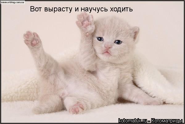 Вот вырасту и научусь ходить... Котоматрица: Вот вырасту и научусь ходить