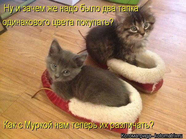 Ну и зачем же надо было два тапка одинакового цвета покупать? Как с Муркой нам теперь их различать?... Котоматрица: Ну и зачем же надо было два тапка одинакового цвета покупать? Как с Муркой нам теперь их различать?