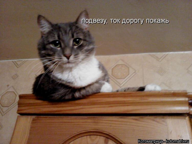 Котоматрица: подвезу, ток дорогу покажь
