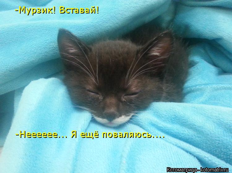 -Мурзик! Вставай! -Нееееее... Я ещё поваляюсь....... Котоматрица: -Мурзик! Вставай! -Нееееее... Я ещё поваляюсь....