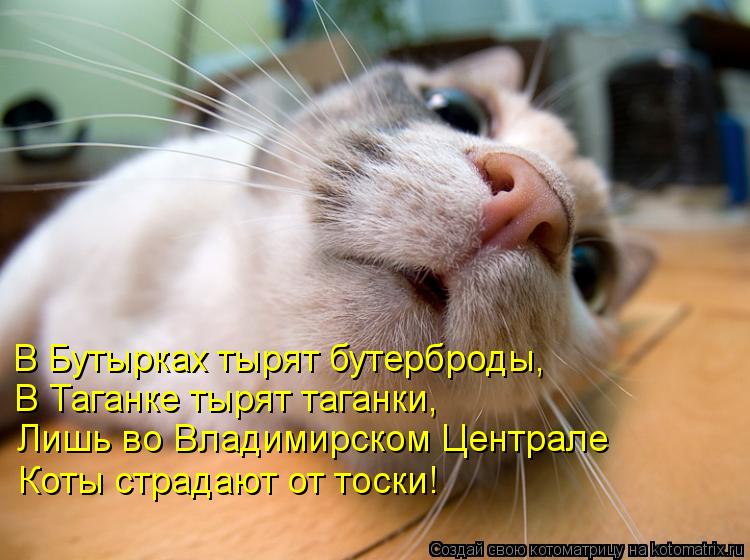 В Бутырках тырят бутерброды, В Таганке тырят таганки, Лишь во Владимирском Централе Коты страдают от ... Котоматрица: В Бутырках тырят бутерброды, В Таганке тырят таганки, Лишь во Владимирском Централе Коты страдают от тоски!