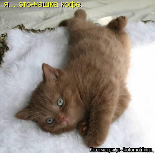 я....это-чашка кофе.... Котоматрица: я....это-чашка кофе.