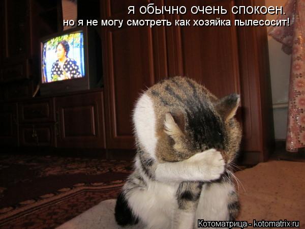 я обычно очень спокоен. но я не могу смотреть как хозяйка пылесосит!... Котоматрица: я обычно очень спокоен. но я не могу смотреть как хозяйка пылесосит!