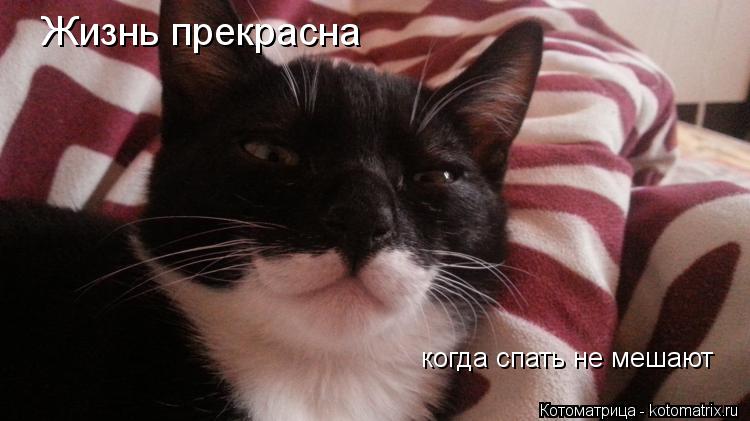 Жизнь прекрасна когда спать не мешают... Котоматрица: Жизнь прекрасна когда спать не мешают