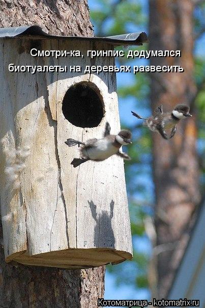 Смотри-ка, гринпис додумался биотуалеты на деревьях развесить... Котоматрица: Смотри-ка, гринпис додумался биотуалеты на деревьях развесить