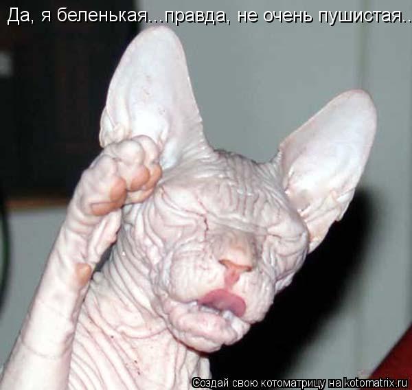 Да, я беленькая...правда, не очень пушистая...... Котоматрица: Да, я беленькая...правда, не очень пушистая...
