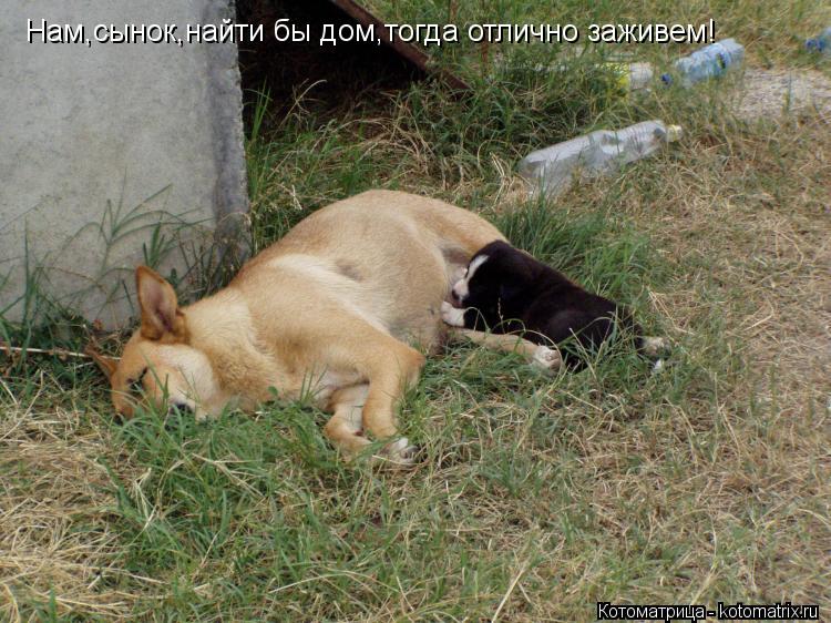 Нам,сынок,найти бы дом,тогда отлично заживем!... Котоматрица: Нам,сынок,найти бы дом,тогда отлично заживем!
