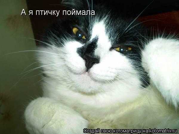 А я птичку поймала... Котоматрица: А я птичку поймала