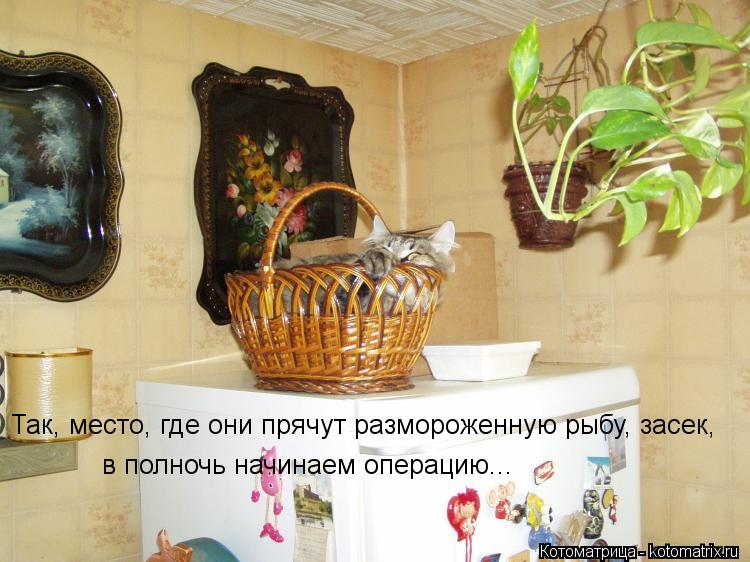 Так, место, где они прячут размороженную рыбу, засек, в полночь начинаем операцию...... Котоматрица: Так, место, где они прячут размороженную рыбу, засек, в полночь начинаем операцию...