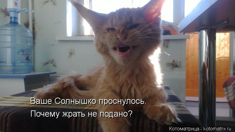 Ваше Солнышко проснулось. Почему жрать не подано?... Котоматрица: Ваше Солнышко проснулось. Почему жрать не подано?