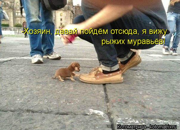 -Хозяин, давай пойдём отсюда, я вижу рыжих муравьёв!... Котоматрица: -Хозяин, давай пойдём отсюда, я вижу рыжих муравьёв!