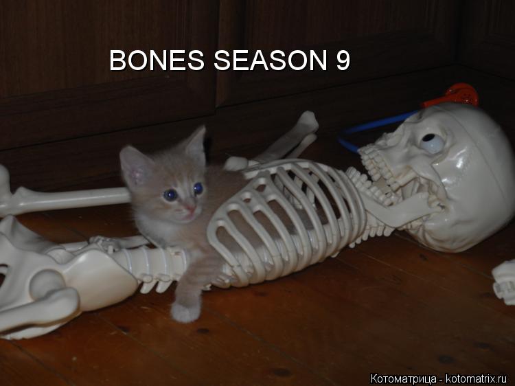 Котоматрица: BONES SEASON 9