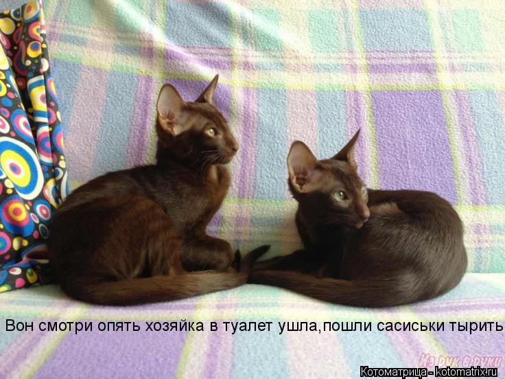 Вон смотри опять хозяйка в туалет ушла,пошли сасиськи тырить... Котоматрица: Вон смотри опять хозяйка в туалет ушла,пошли сасиськи тырить