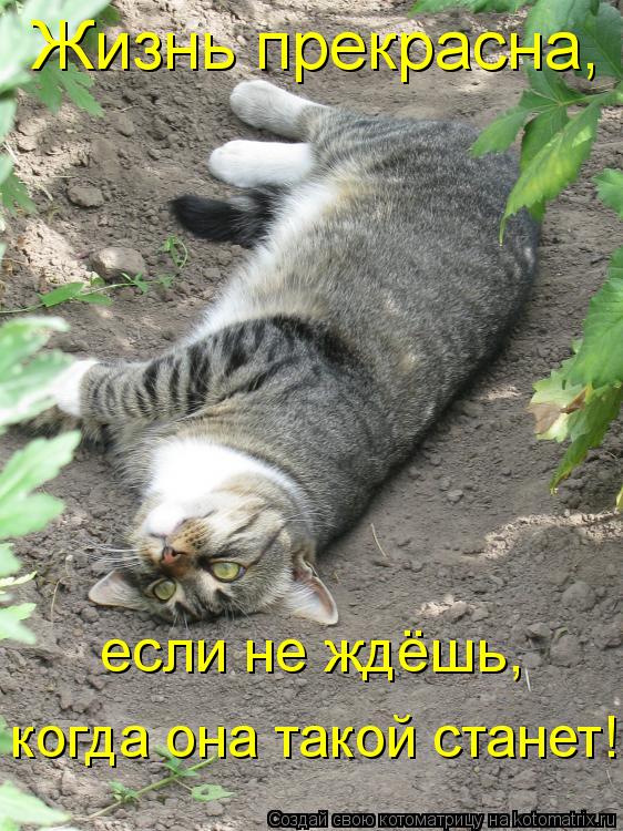 Жизнь прекрасна, если не ждёшь, когда она такой станет!... Котоматрица: Жизнь прекрасна, если не ждёшь, когда она такой станет!
