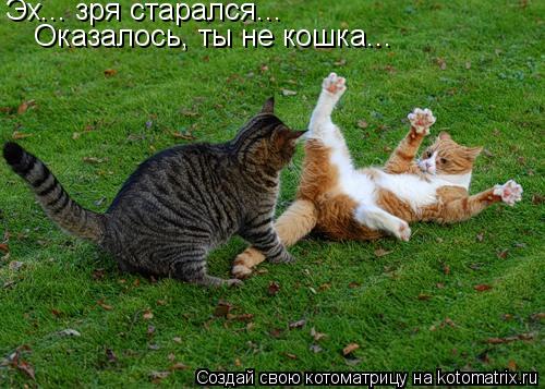 Эх... зря старался... Оказалось, ты не кошка...... Котоматрица: Эх... зря старался... Оказалось, ты не кошка...
