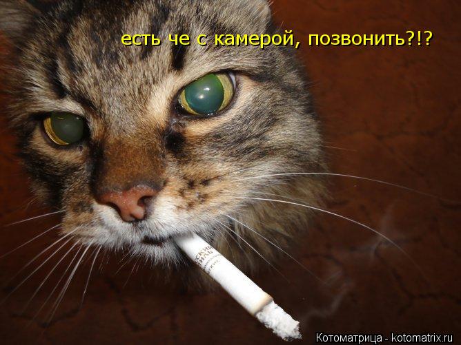 Котоматрица: есть че с камерой, позвонить?!?