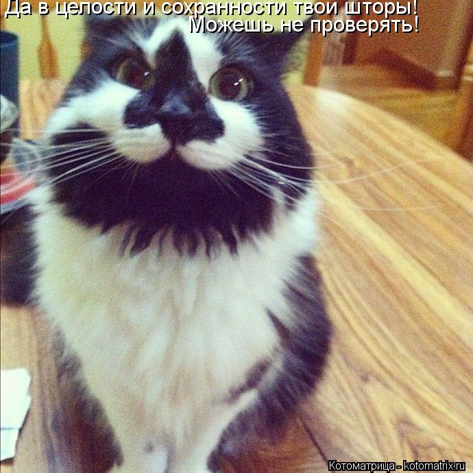 Да в целости и сохранности твои шторы! Можешь не проверять!... Котоматрица: Да в целости и сохранности твои шторы! Можешь не проверять!