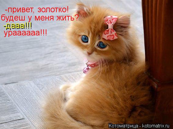 -привет, золотко! будеш у меня жить? -дааа!!! ураааааа!!!... Котоматрица: -привет, золотко! будеш у меня жить? -дааа!!! ураааааа!!!
