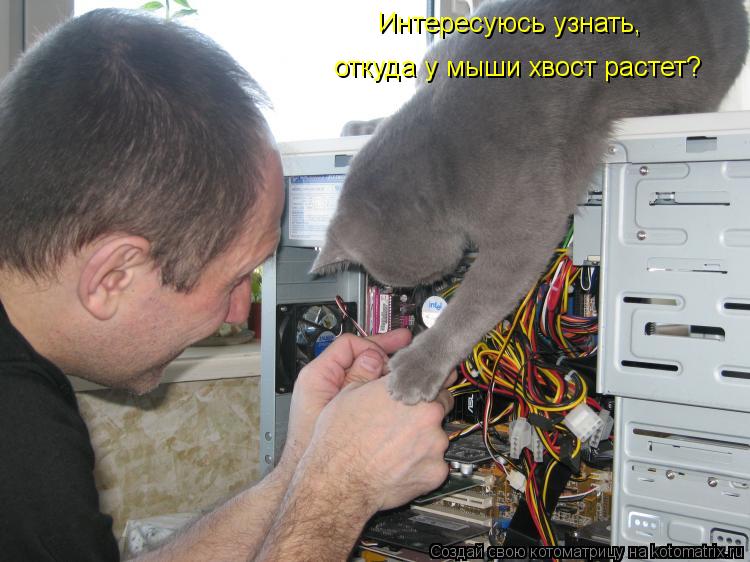 Интересуюсь узнать, откуда у мыши хвост растет?... Котоматрица: Интересуюсь узнать, откуда у мыши хвост растет?