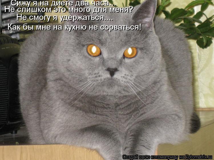 Сижу я на диете два часа... Не слишком это много для меня? Не смогу я удержаться.... Как бы мне на ку... Котоматрица: Сижу я на диете два часа... Не слишком это много для меня? Не смогу я удержаться.... Как бы мне на кухню не сорваться!