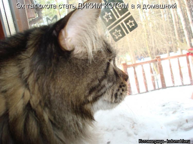 Эх так охота стать ДИКИМ КОТОМ а я домашний... Котоматрица: Эх так охота стать ДИКИМ КОТОМ а я домашний