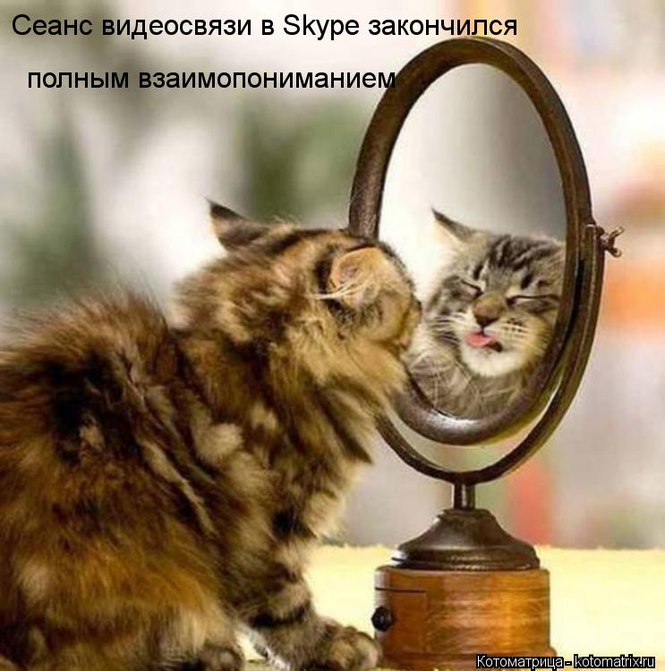 Котоматрица: Сеанс видеосвязи в Skype закончился  полным взаимопониманием