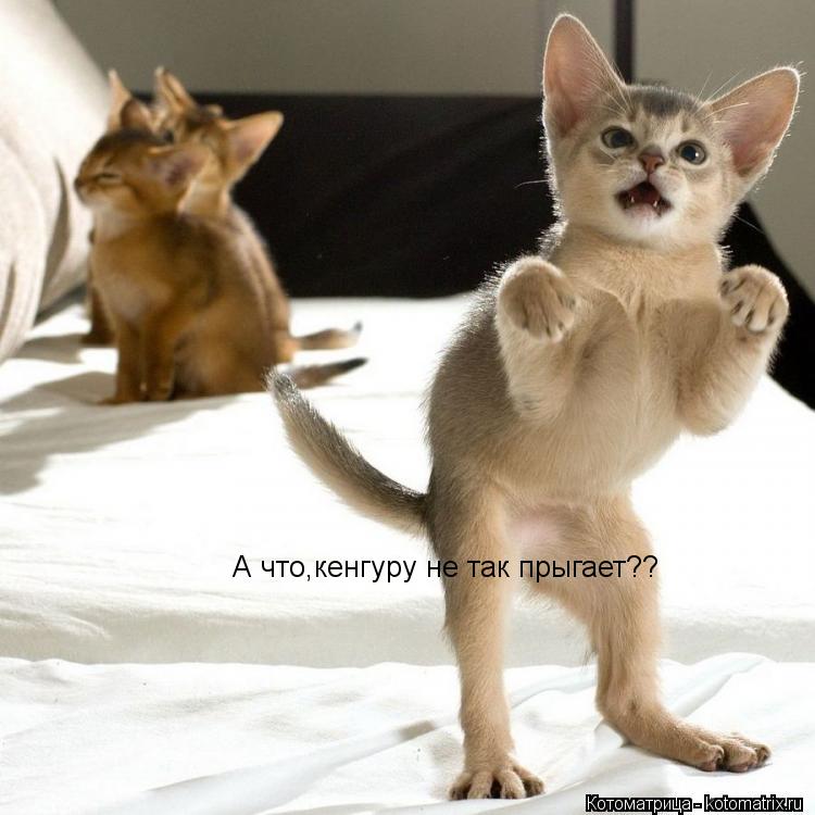 А что,кенгуру не так прыгает??... Котоматрица: А что,кенгуру не так прыгает??