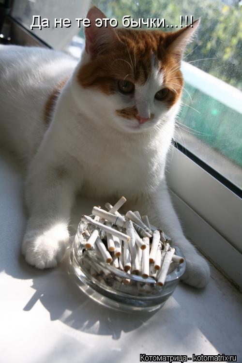 Котоматрица: Да не те это бычки...!!!