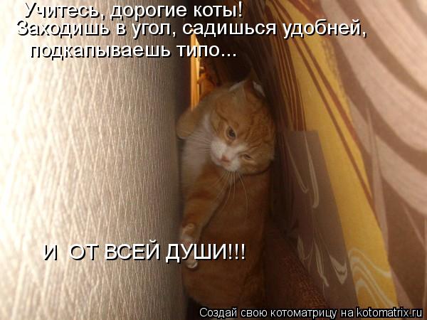 Учитесь, дорогие коты! Заходишь в угол, садишься удобней, подкапываешь типо... И ОТ ВСЕЙ ДУШИ!!!... Котоматрица: Учитесь, дорогие коты! Заходишь в угол, садишься удобней, подкапываешь типо... И ОТ ВСЕЙ ДУШИ!!!