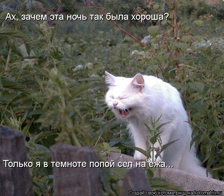Котоматрица: Ах, зачем эта ночь так была хороша? Только я в темноте попой сел на ежа...