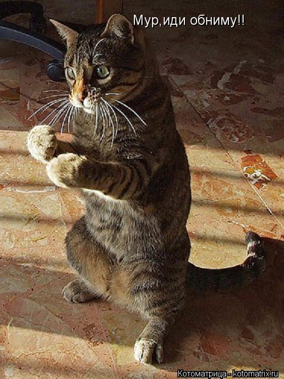 Мур,иди обниму!!... Котоматрица: Мур,иди обниму!!