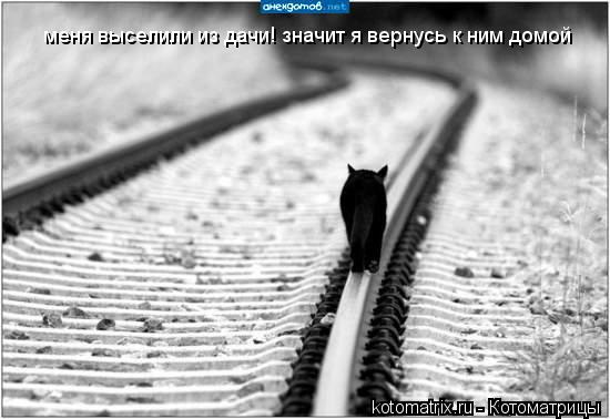меня выселили из дачи! значит я вернусь к ним домой... Котоматрица: меня выселили из дачи! значит я вернусь к ним домой