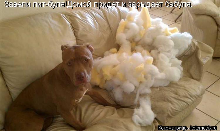 Завели пит-буля!Домой придет и зарыдает бабуля.... Котоматрица: Завели пит-буля!Домой придет и зарыдает бабуля.