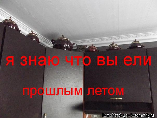 Котоматрица: я знаю что вы ели  прошлым летом