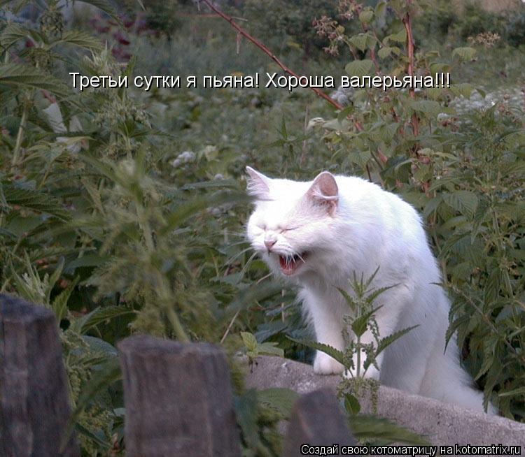 Третьи сутки я пьяна! Хороша валерьяна!!!... Котоматрица: Третьи сутки я пьяна! Хороша валерьяна!!!
