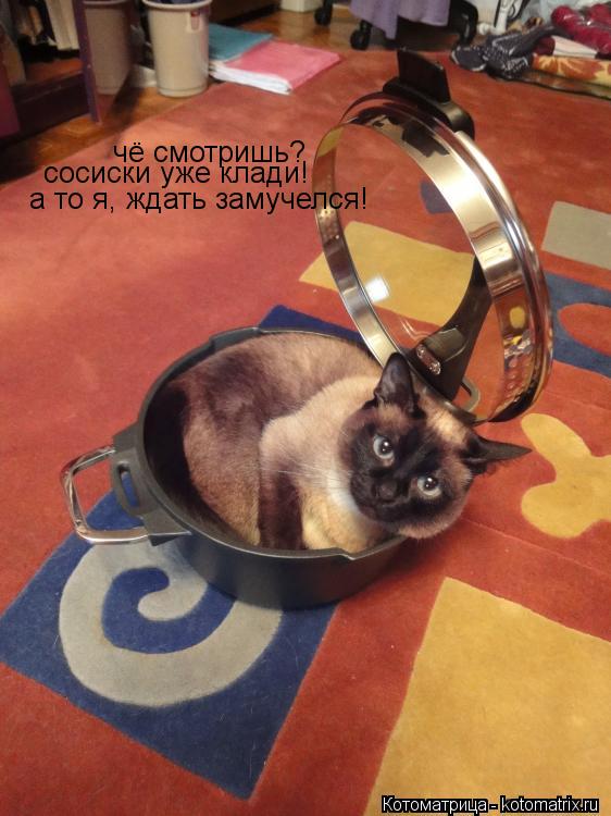 чё смотришь? сосиски уже клади! а то я, ждать замучелся!... Котоматрица: чё смотришь? сосиски уже клади! а то я, ждать замучелся!