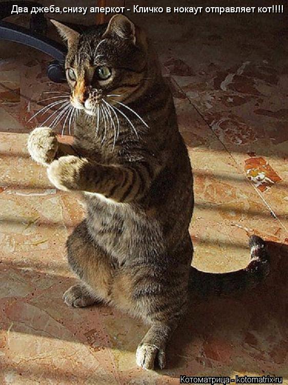 Два джеба,снизу аперкот - Кличко в нокаут отправляет кот!!!!... Котоматрица: Два джеба,снизу аперкот - Кличко в нокаут отправляет кот!!!!