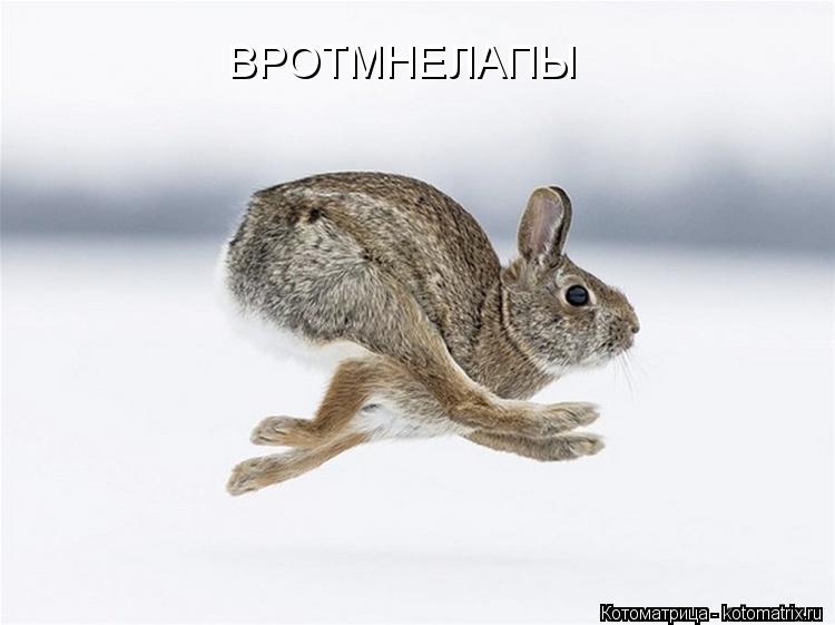 Котоматрица: ВРОТМНЕЛАПЫ