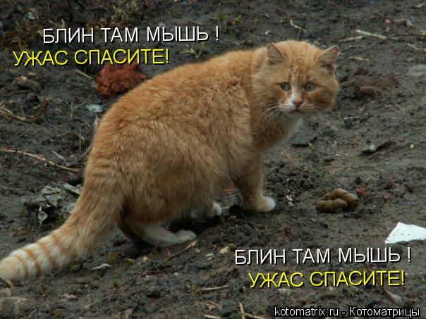 БЛИН ТАМ МЫШЬ ! БЛИН ТАМ МЫШЬ ! УЖАС СПАСИТЕ! УЖАС СПАСИТЕ!... Котоматрица: БЛИН ТАМ МЫШЬ ! БЛИН ТАМ МЫШЬ ! УЖАС СПАСИТЕ! УЖАС СПАСИТЕ!