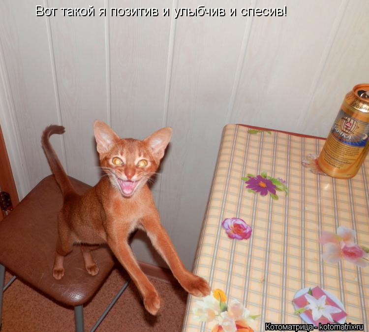 Вот такой я позитив и улыбчив и спесив!... Котоматрица: Вот такой я позитив и улыбчив и спесив!