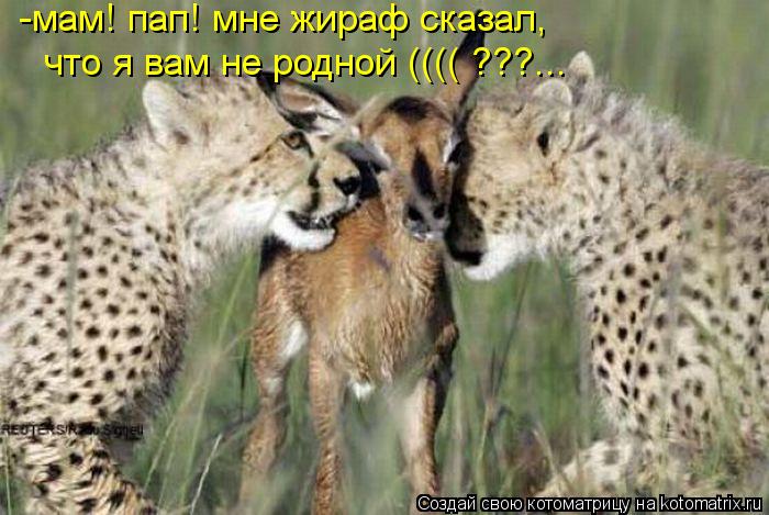 -мам! пап! мне жираф сказал, что я вам не родной (((( ???...... Котоматрица: -мам! пап! мне жираф сказал, что я вам не родной (((( ???...
