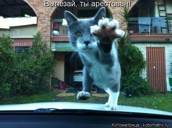 Вылезай, ты арестован!... Котоматрица: Вылезай, ты арестован!