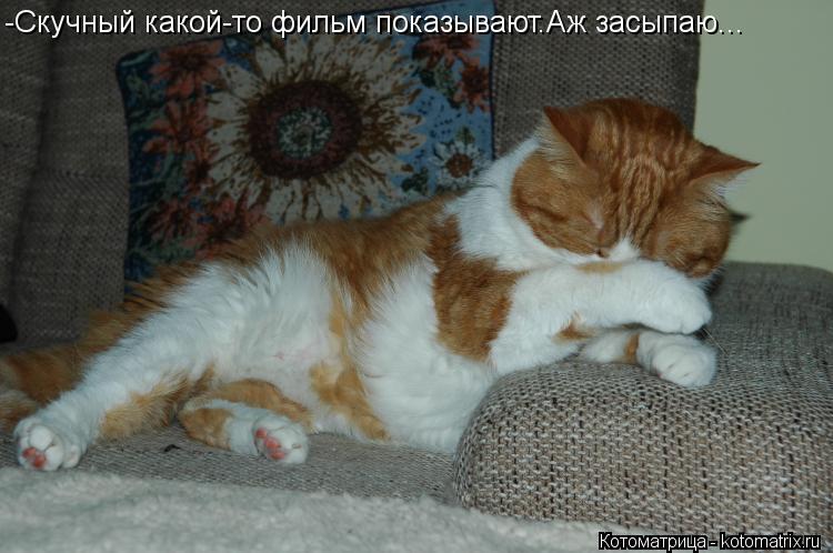 -Скучный какой-то фильм показывают.Аж засыпаю...... Котоматрица: -Скучный какой-то фильм показывают.Аж засыпаю...