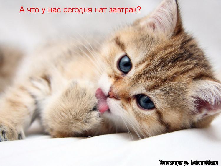 А что у нас сегодня нат завтрак?... Котоматрица: А что у нас сегодня нат завтрак?