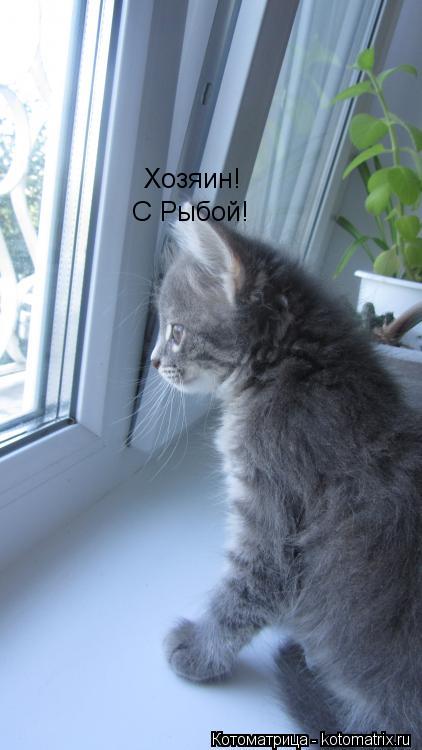 Хозяин! С Рыбой!... Котоматрица: Хозяин! С Рыбой!