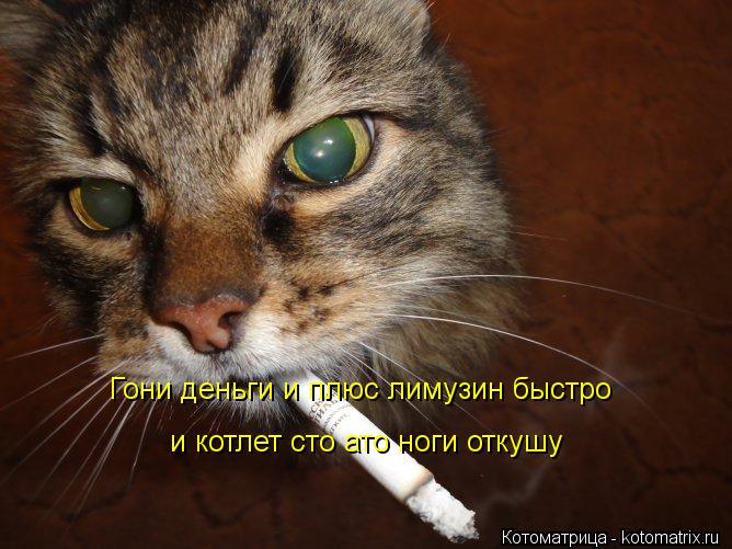 Котоматрица: Гони деньги и плюс лимузин быстро  и котлет сто ато ноги откушу