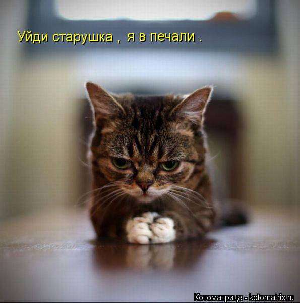 Уйди старушка , я в печали .... Котоматрица: Уйди старушка , я в печали .