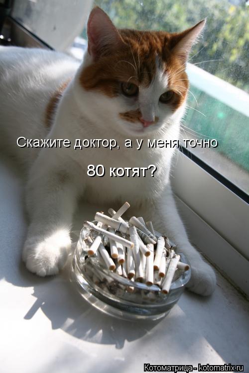 Котоматрица: Скажите доктор, а у меня точно  80 котят?