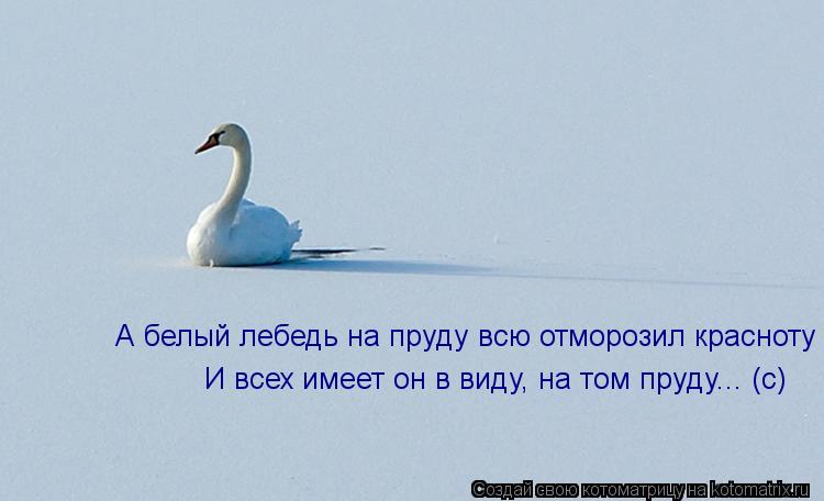 Котоматрица: А белый лебедь на пруду всю отморозил красноту И всех имеет он в виду, на том пруду... (с)